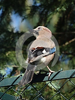 Jaybird sitting on a fence