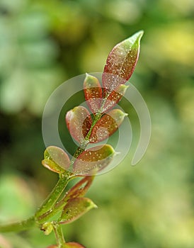 Jazmin sprouting during springtime