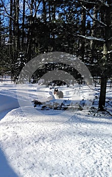 Jazzy on dog trails photo