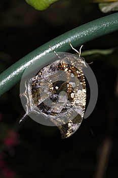 A Jazzy Leafwing Butterfly