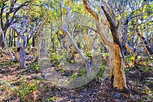 JBay Gumtree trunks woods