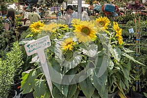 Jean-Talon Market