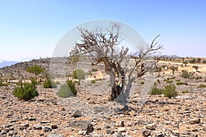 Jebel Shams, is said to be the most beautiful canyon in the world. Oman