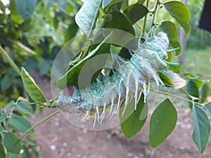 The jedong caterpillar will become a pupa and then it will become two beautiful elephant butterflies.