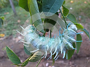 The jedong caterpillar will become a pupa and then it will become two beautiful elephant butterflies.