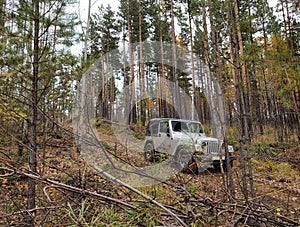 Jeep on a rural road in the forest