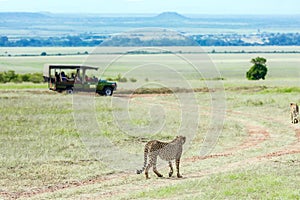 Jeep - safari in the African savannah