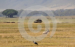 Jeep safari in Ngorongoro