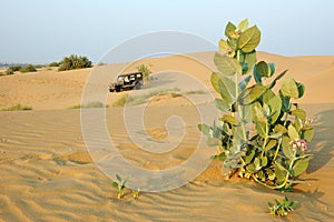 Jeep safari in the Thar desert,Rajasthan,India