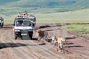 Jeeps with tourists traveling on the road for a pride of lions, Ngorongoro National Park, Tanzania.