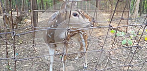 Jeeraf in Forest ratting grass in mukut monipur photo