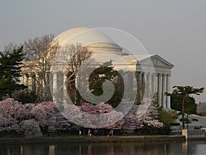 Jefferson Memorial Blossoms