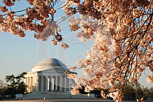 Jefferson Memorial During Cherry Blossom Bloom