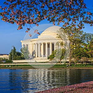 The Jefferson Memorial during the Cherry Blossom Festival in DC