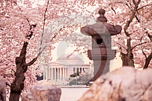 Jefferson Memorial during the Cherry Blossom Festival. Washingt