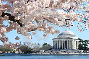 the Jefferson Memorial and the Cherry Blossom Festival. Washington, DC