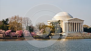 Jefferson Memorial and Cherry Blossoms