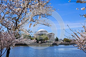 The Jefferson Memorial And Cherry Blossoms