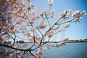 Jefferson Memorial through Cherry Blossoms