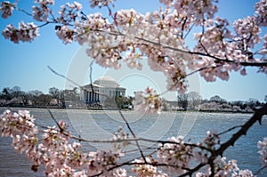 Jefferson Memorial through Cherry Blossoms