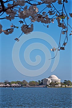 Jefferson Memorial and Cherry Blossoms