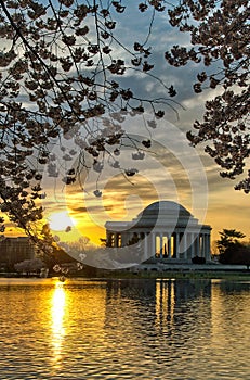 The Jefferson Memorial and Cherry Blossoms at Sunrise