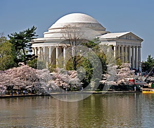 Jefferson Memorial framed by cherry blossoms
