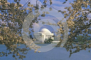 Jefferson Memorial with Spring Cherry Blossoms, Washington, D.C.