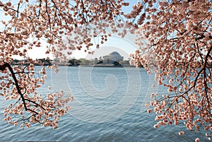 Jefferson Memorial in Springtime