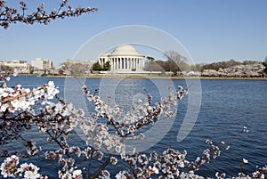 Jefferson Monument and Cherry Blossoms