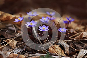 Jeffersonia blooming in the forest