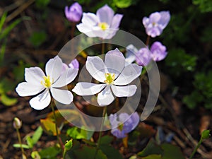 Jeffersonia dubia - twinleaf, rheumatism root