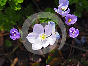 Jeffersonia dubia - twinleaf, rheumatism root