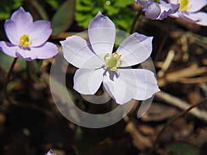 Jeffersonia dubia - twinleaf, rheumatism root