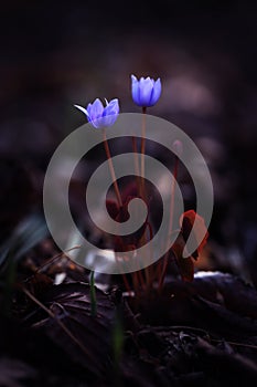 Jeffersonia flower in the forest