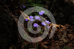 Jeffersonia flowers in the dark forest