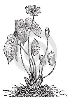 Jeffersonia or Twinleaf vintage engraving