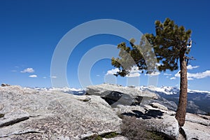 Jeffrey Pine