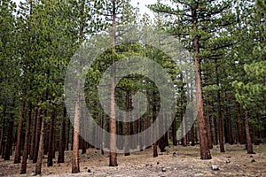 Jeffrey Pine Trees forest on Mammoth Scenic Loop road in Mammoth Lakes, California along the Inyo Craters Trail