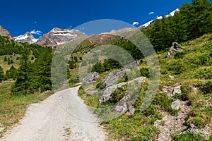 Jegihorn, Fletschhorn, Lagginhorn mountain peaks, hills, pastures and trees from Triftalp village