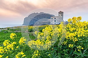 Jeju Island South Korea, Canola field landscape