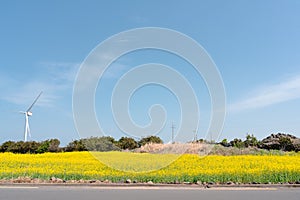 Jeju olle trail spring rape flower field road in Jeju island, Korea