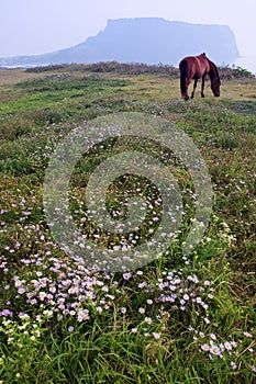 Jeju Volcanic Island