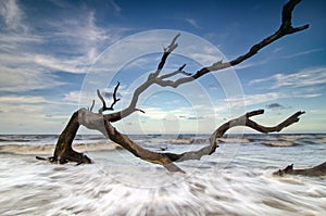 Jekyll Island Driftwood