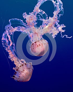 Jellies