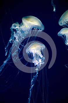 Jellies in aquarium in Valencia