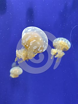 Jellies in the Florida Aquarium