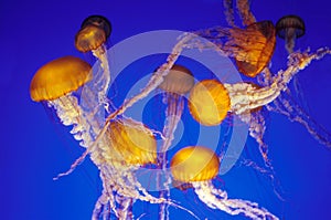 Jellies at Monterey Bay Aquarium