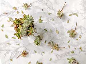 Jelly beans plant or sedum rubrotinctum aurora plant and cuttings on a white background