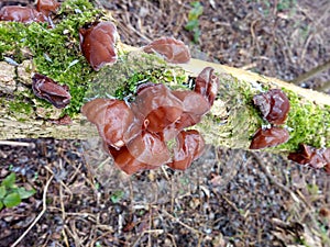 Jelly ear fungus